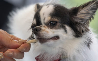 犬の歯周病の症状・診断・治療方法について