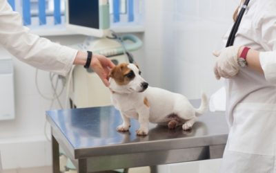 犬と猫の膀胱結石｜原因、症状、診断、治療方法を徹底解説