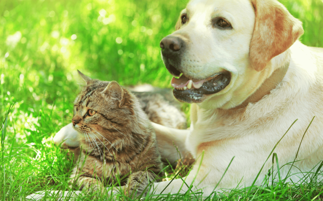 犬と猫の横隔膜ヘルニア｜原因の多くが外傷によるもの